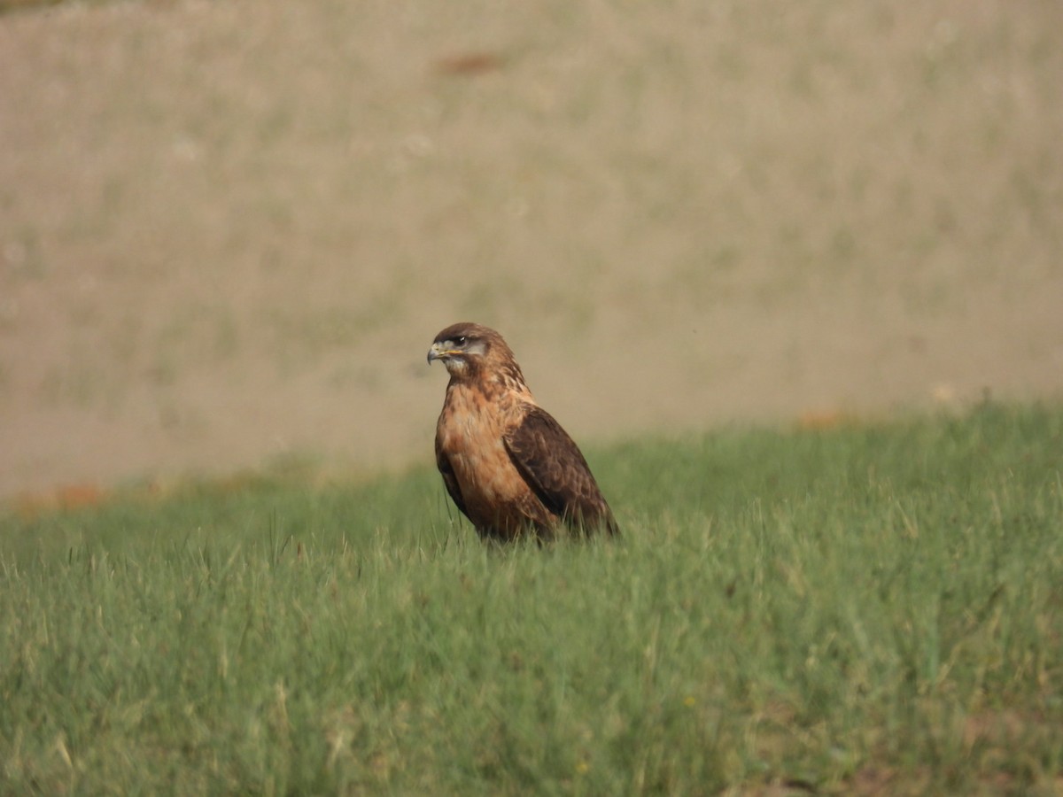 Upland Buzzard - ML638222297