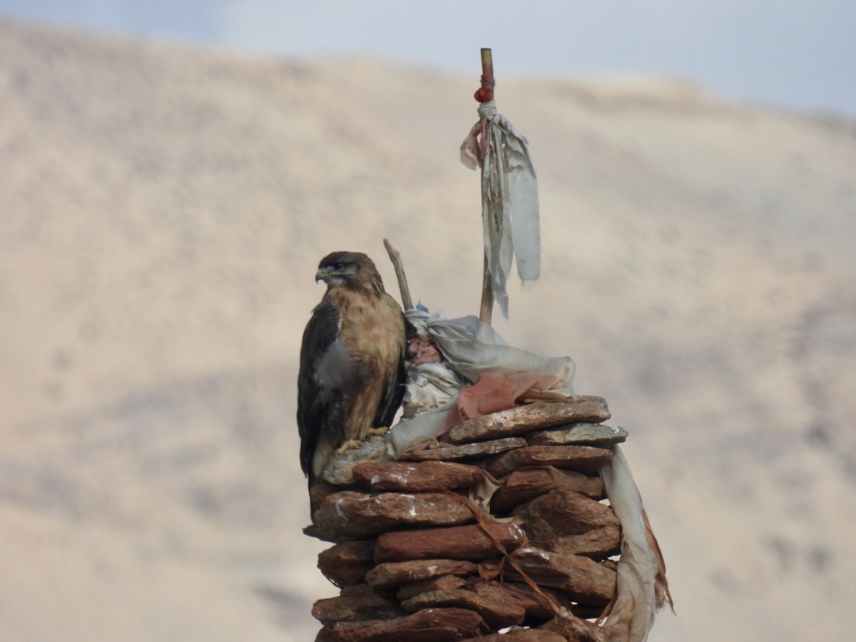 Upland Buzzard - ML638222298