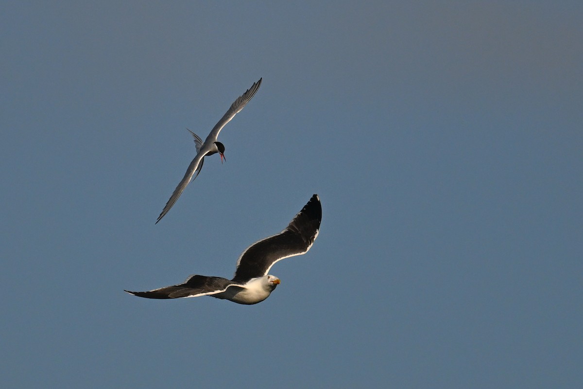Great Black-backed Gull - ML638222301