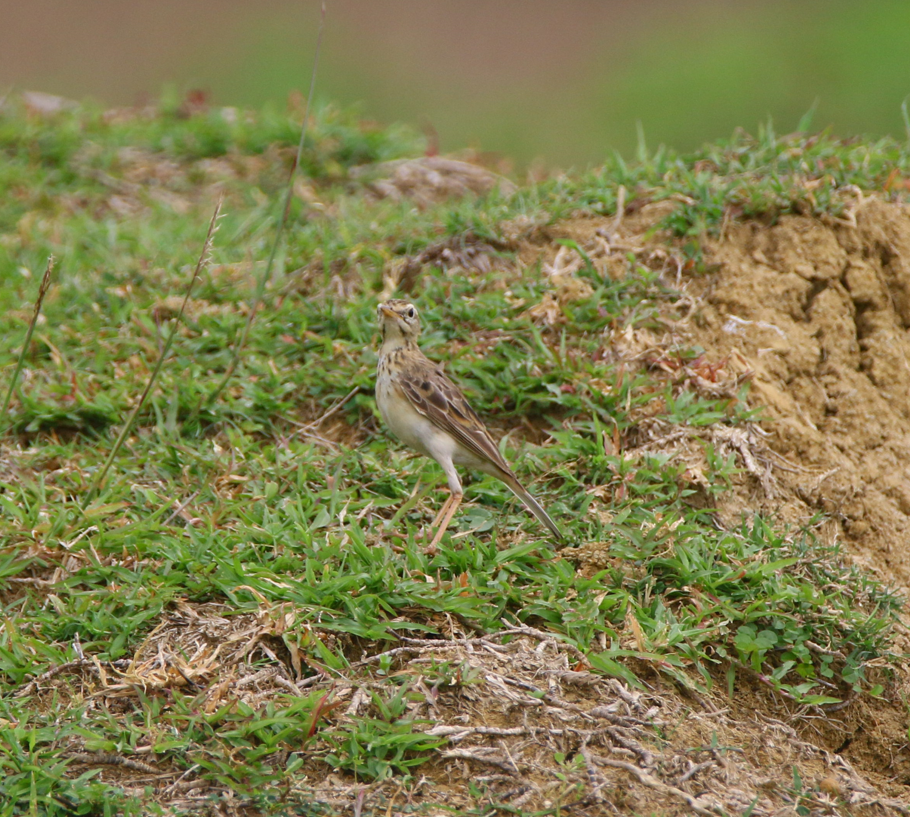 Paddyfield Pipit - ML638222305