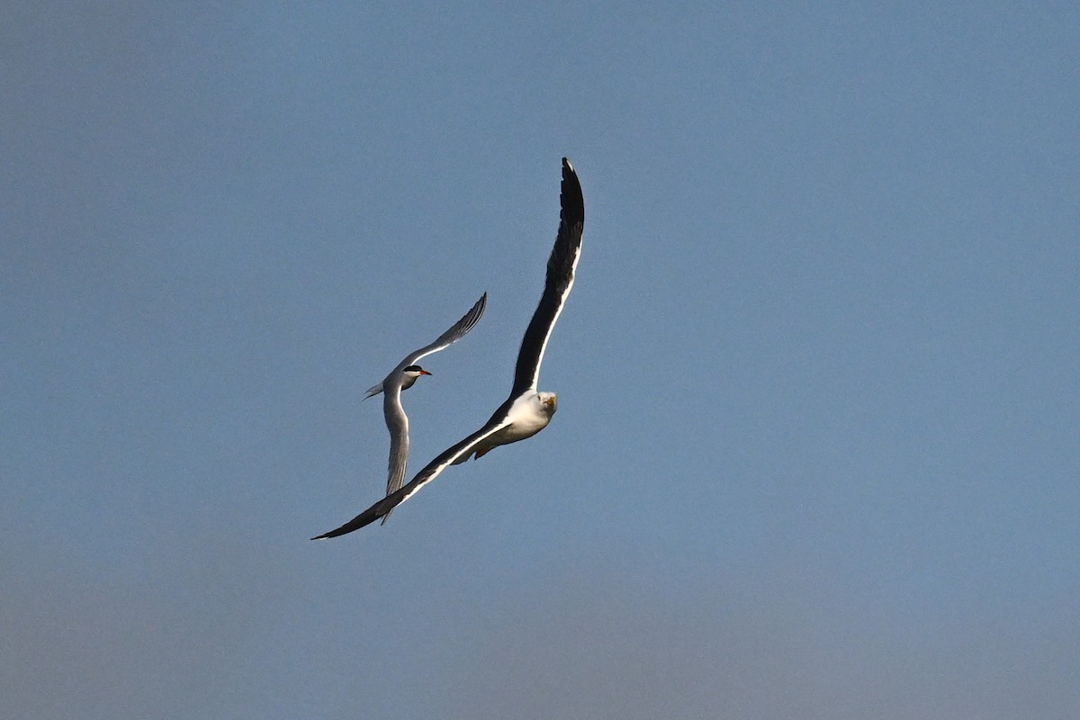 Great Black-backed Gull - ML638222307