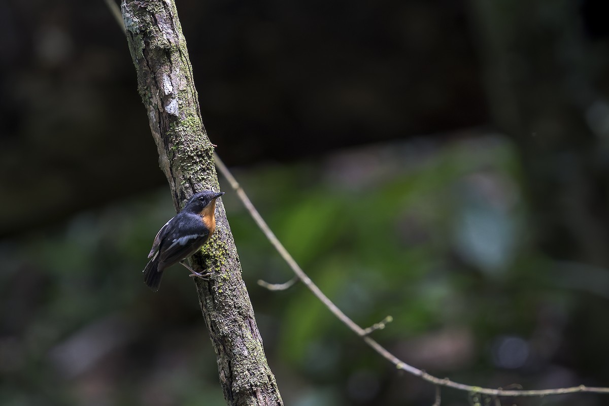 Rufous-chested Flycatcher - ML638222311