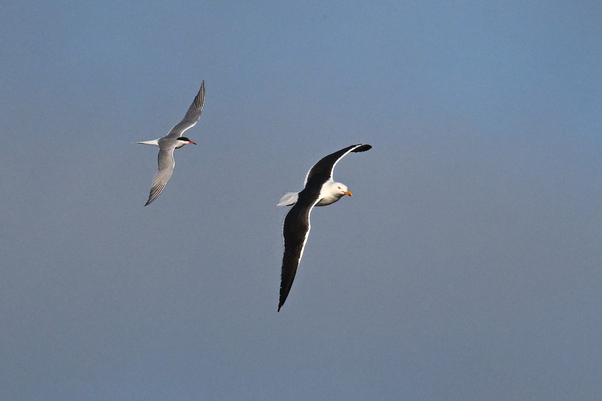 Great Black-backed Gull - ML638222313