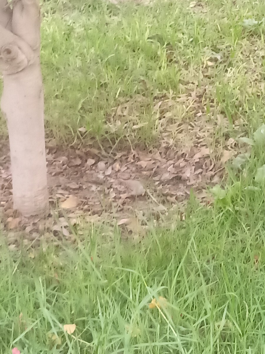 Croaking Ground Dove - ML638222318