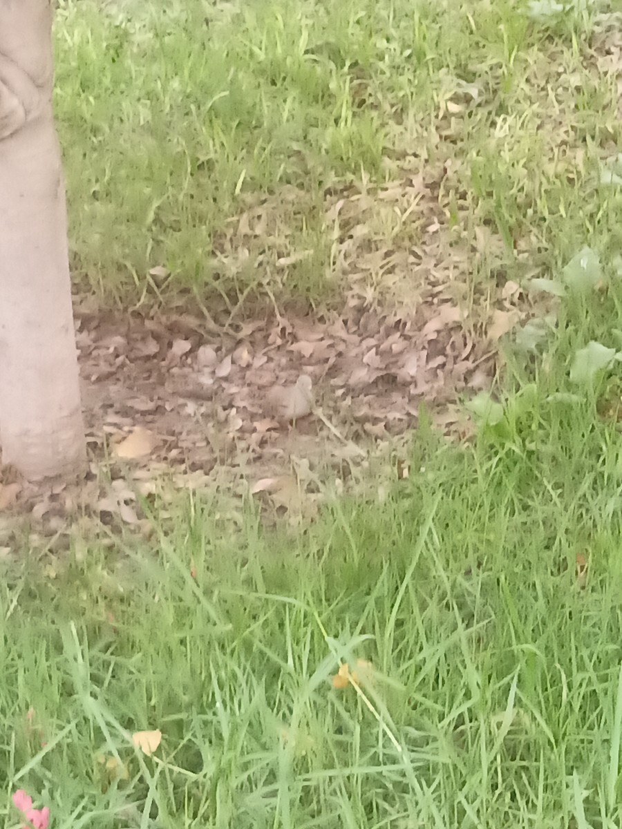Croaking Ground Dove - ML638222319