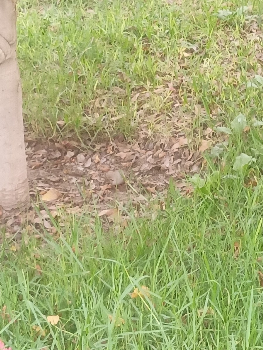 Croaking Ground Dove - ML638222322
