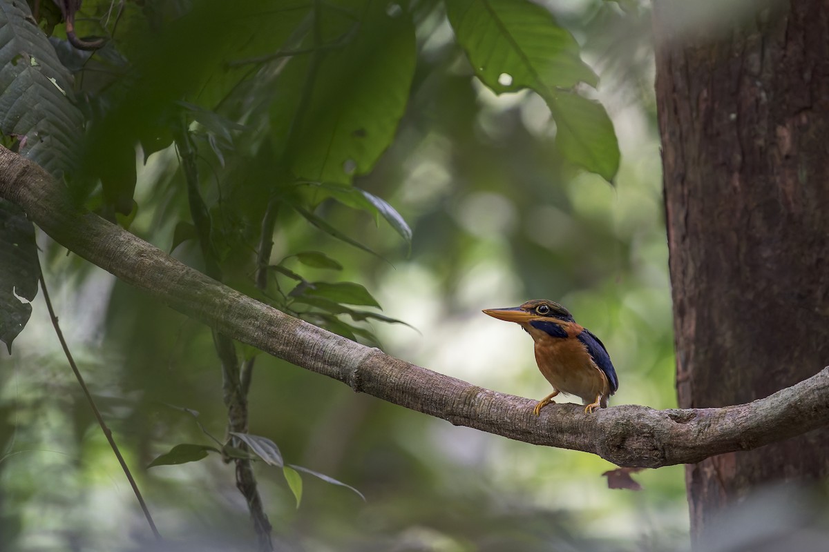 Rufous-collared Kingfisher - ML638222327