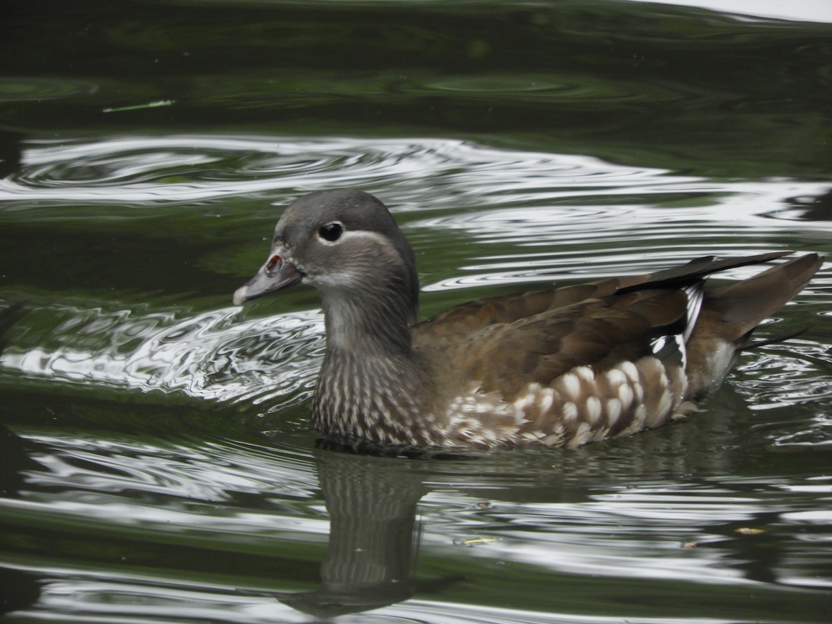 Mandarin Duck - ML638222328