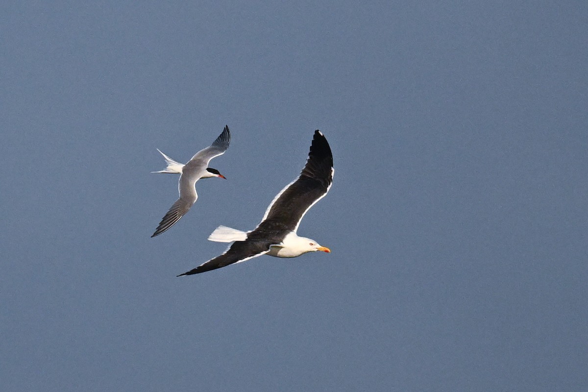 Great Black-backed Gull - ML638222344
