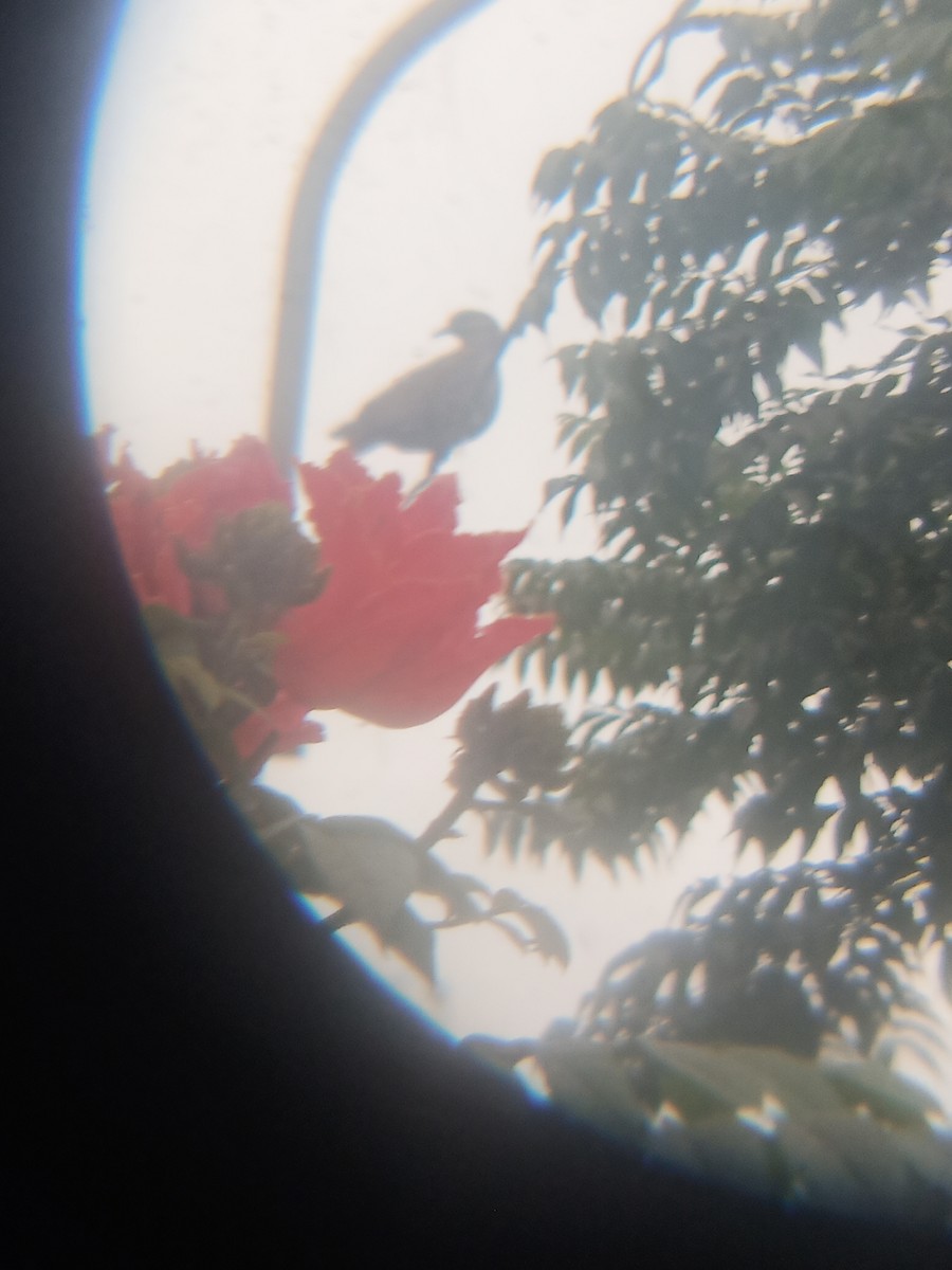 West Peruvian Dove - ML638222349