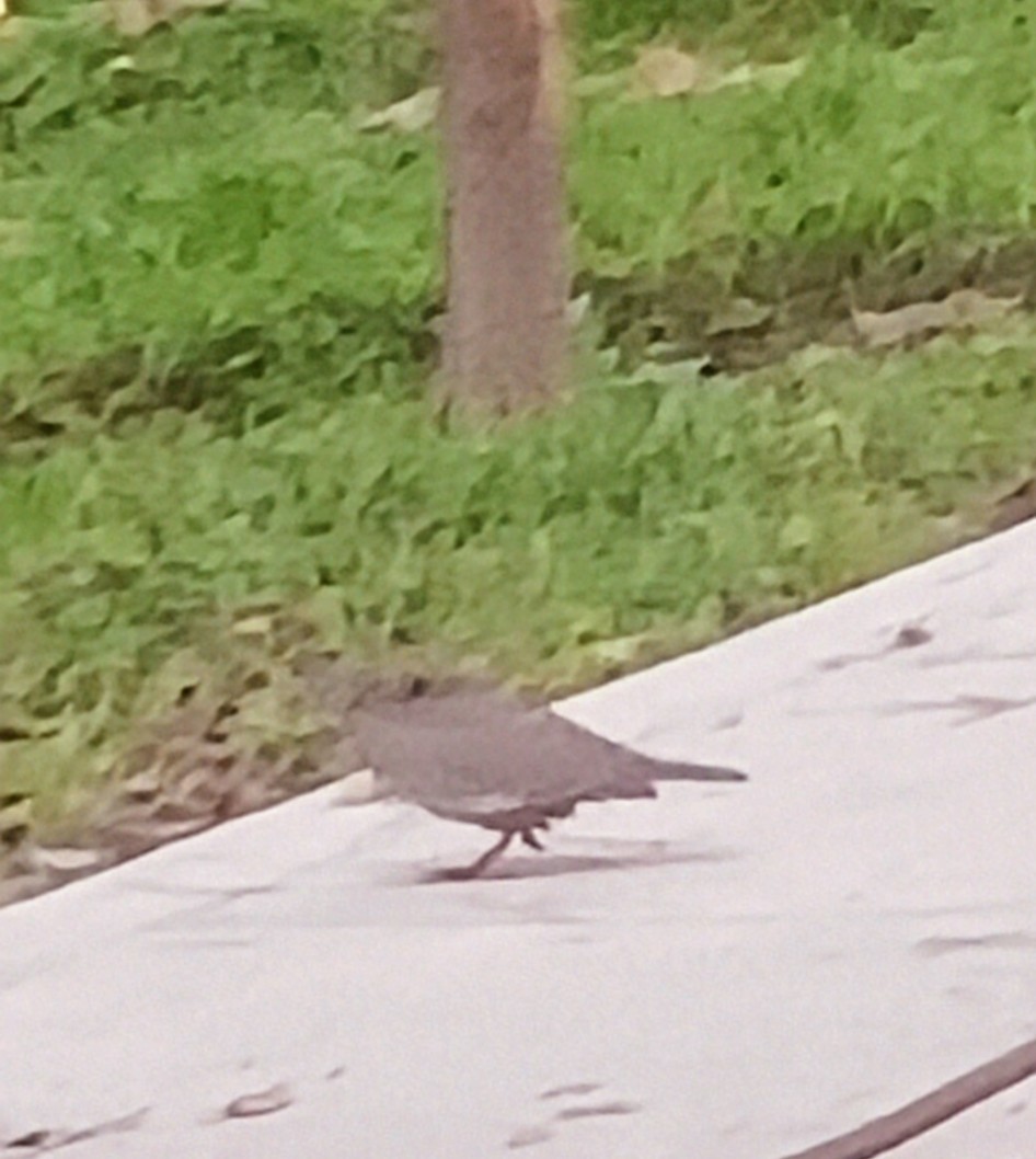 West Peruvian Dove - ML638222350