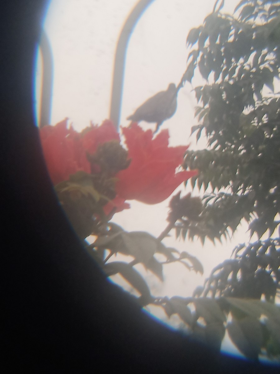 West Peruvian Dove - ML638222352