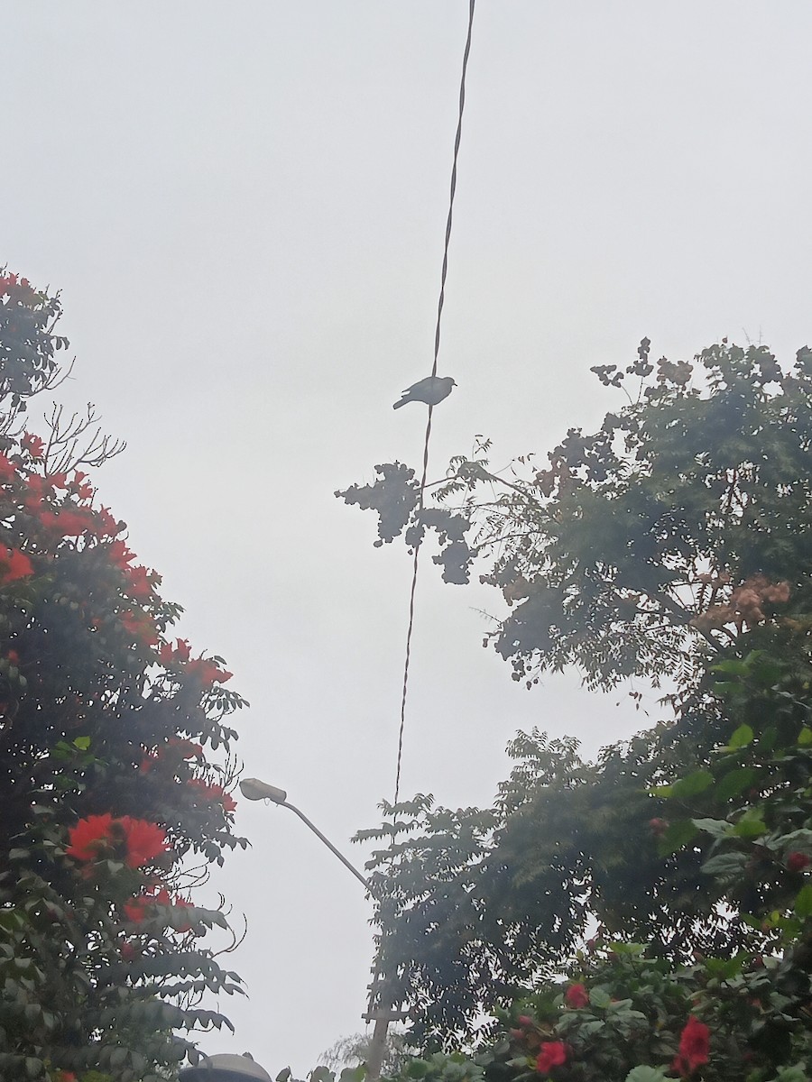 West Peruvian Dove - ML638222353