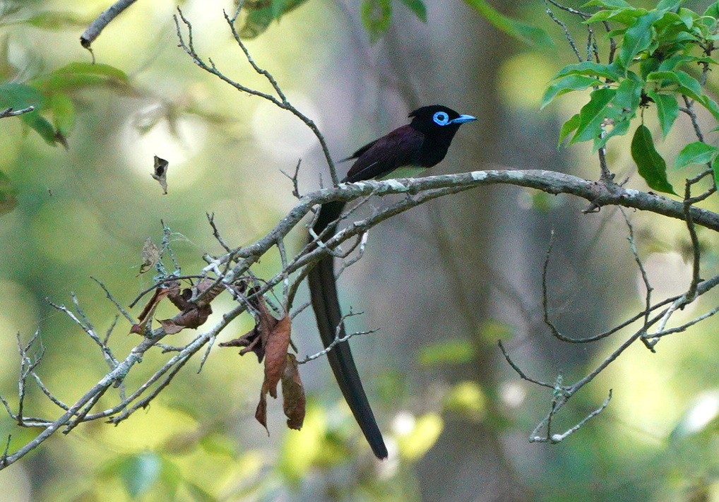 Black Paradise-Flycatcher - ML638222359