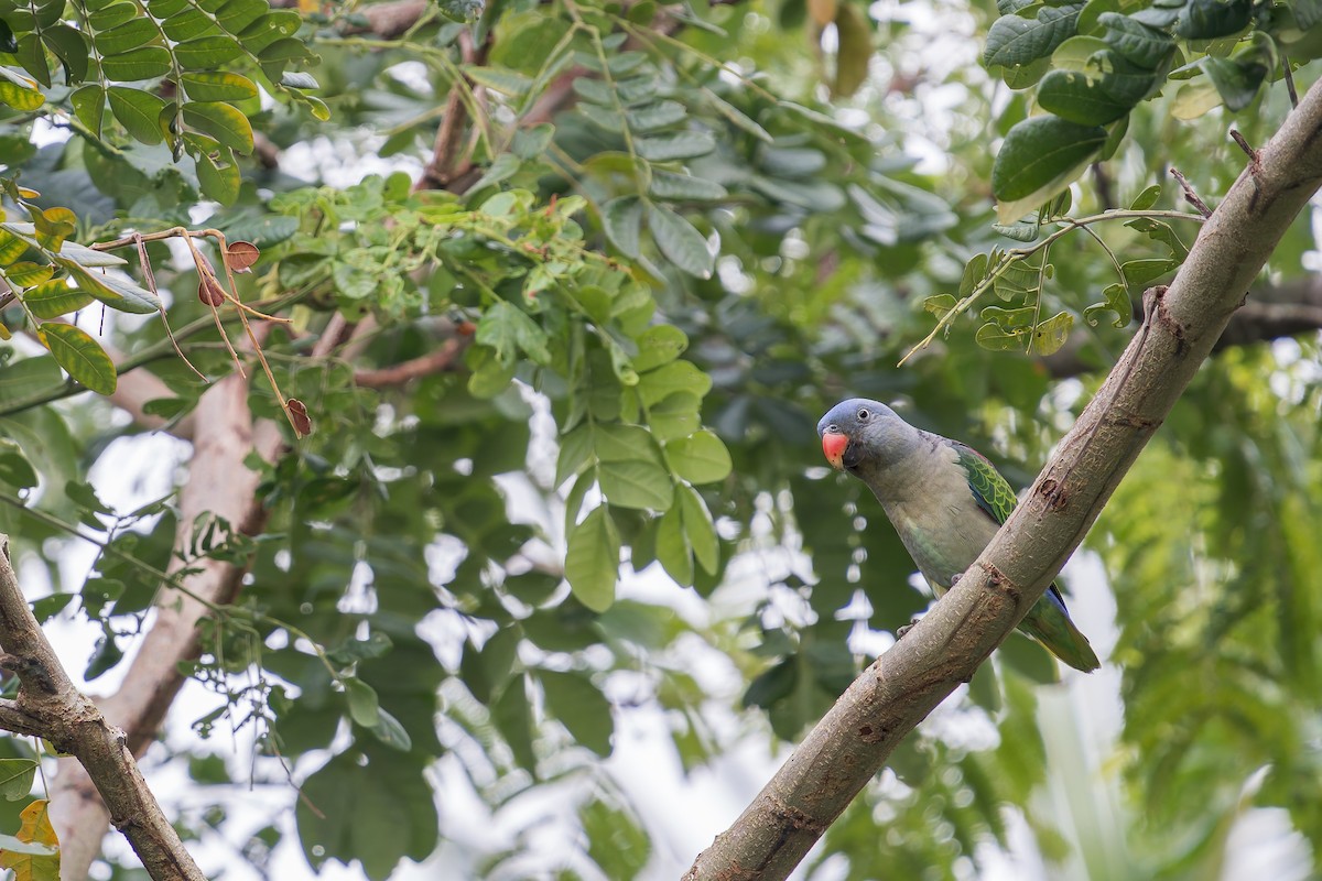 Blue-rumped Parrot - ML638222368