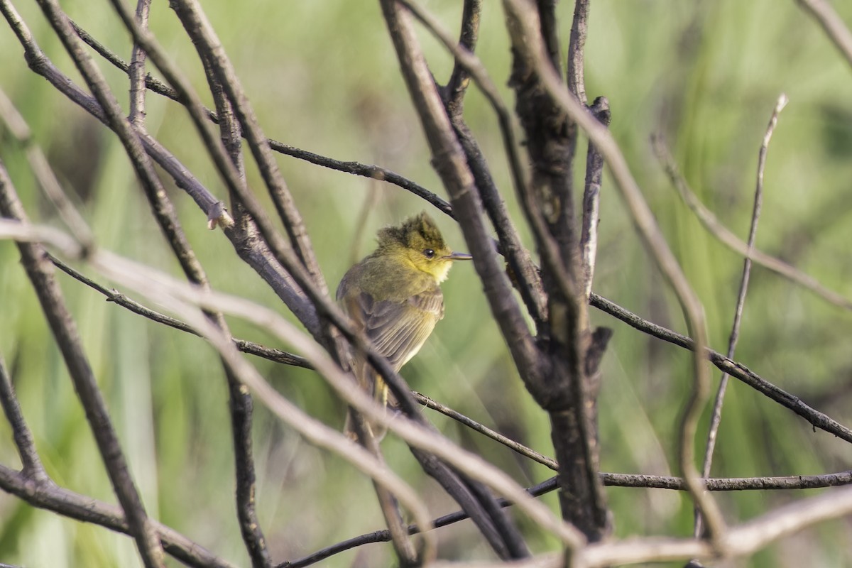 Hypolaïs jaune - ML638222371