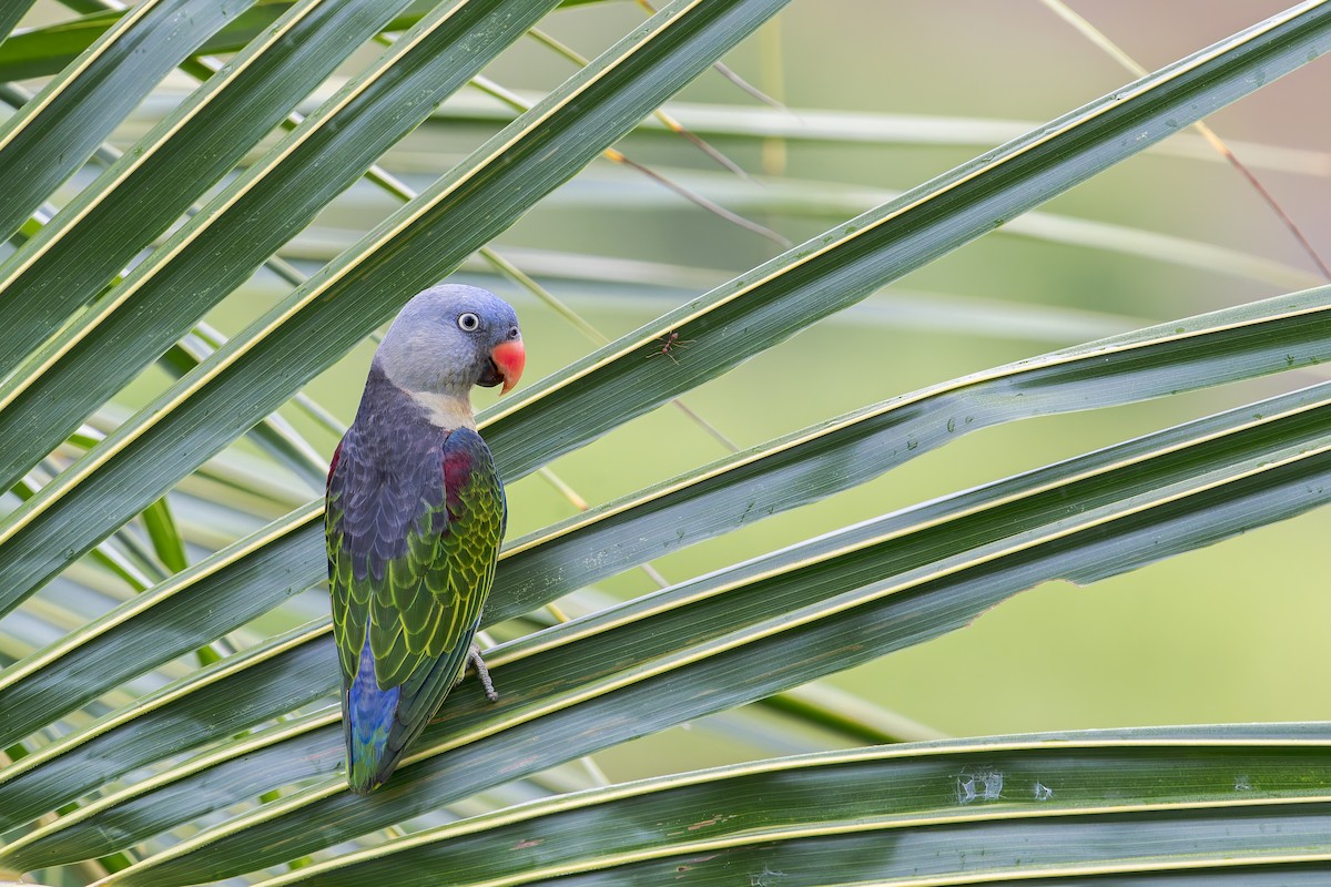 Blue-rumped Parrot - ML638222373