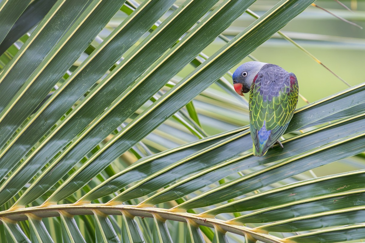 Blue-rumped Parrot - ML638222374