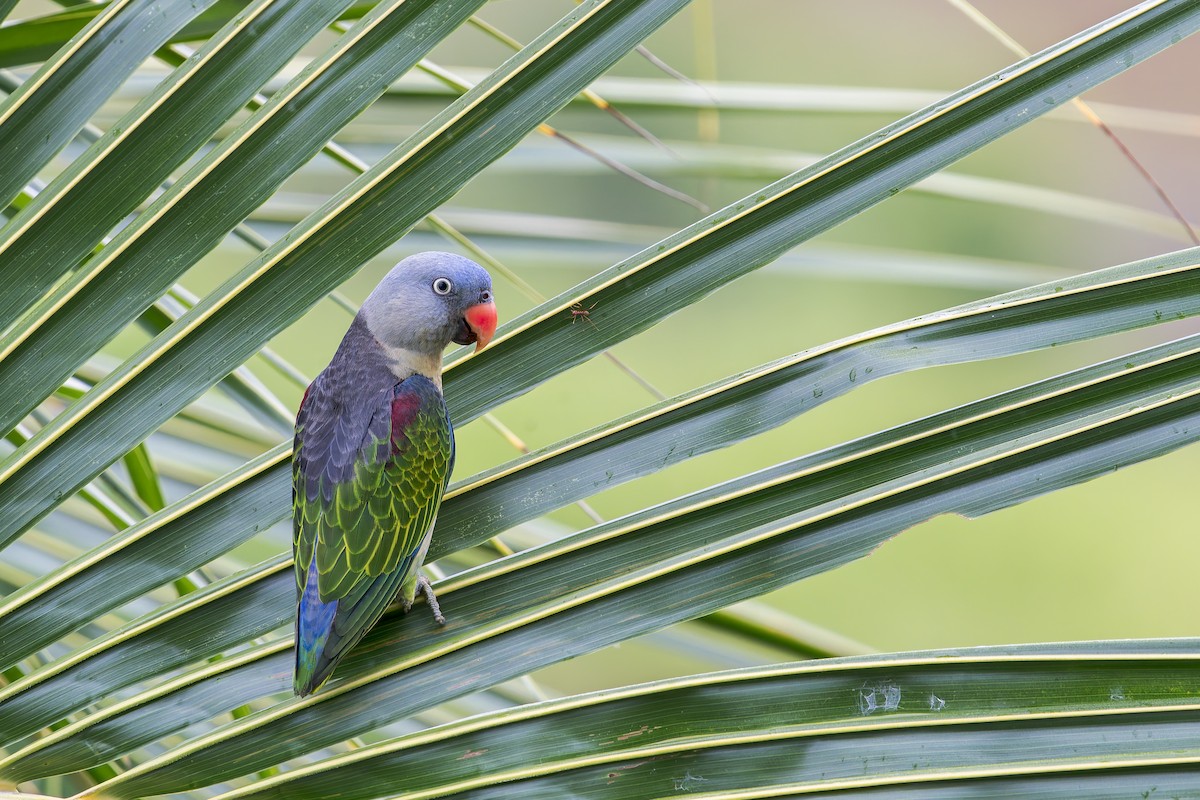 Blue-rumped Parrot - ML638222375