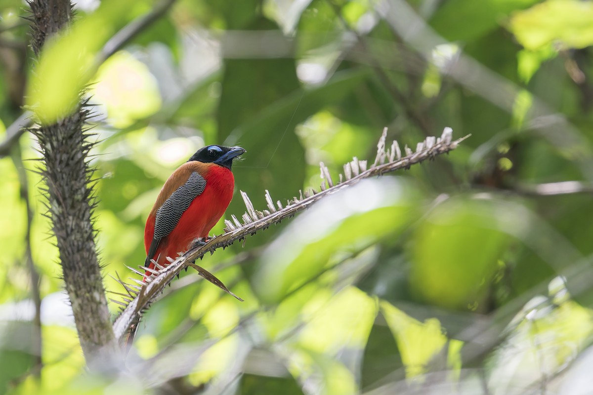 Scarlet-rumped Trogon - ML638222389