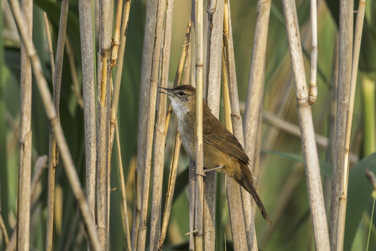 Little Rush Warbler - ML638222396
