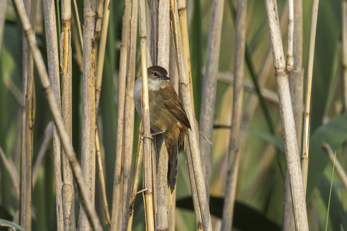 Little Rush Warbler - ML638222397