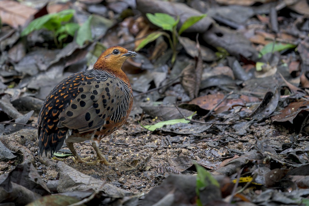 Ferruginous Partridge - ML638222400