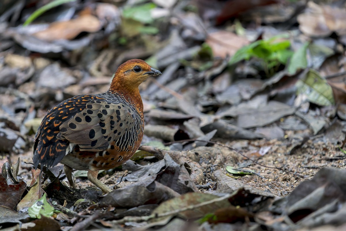 Ferruginous Partridge - ML638222401