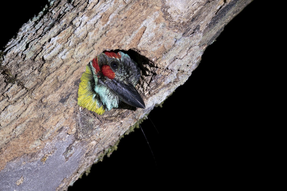 Black-eared Barbet - ML638222410