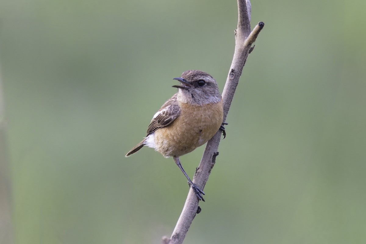 African Stonechat - ML638222412