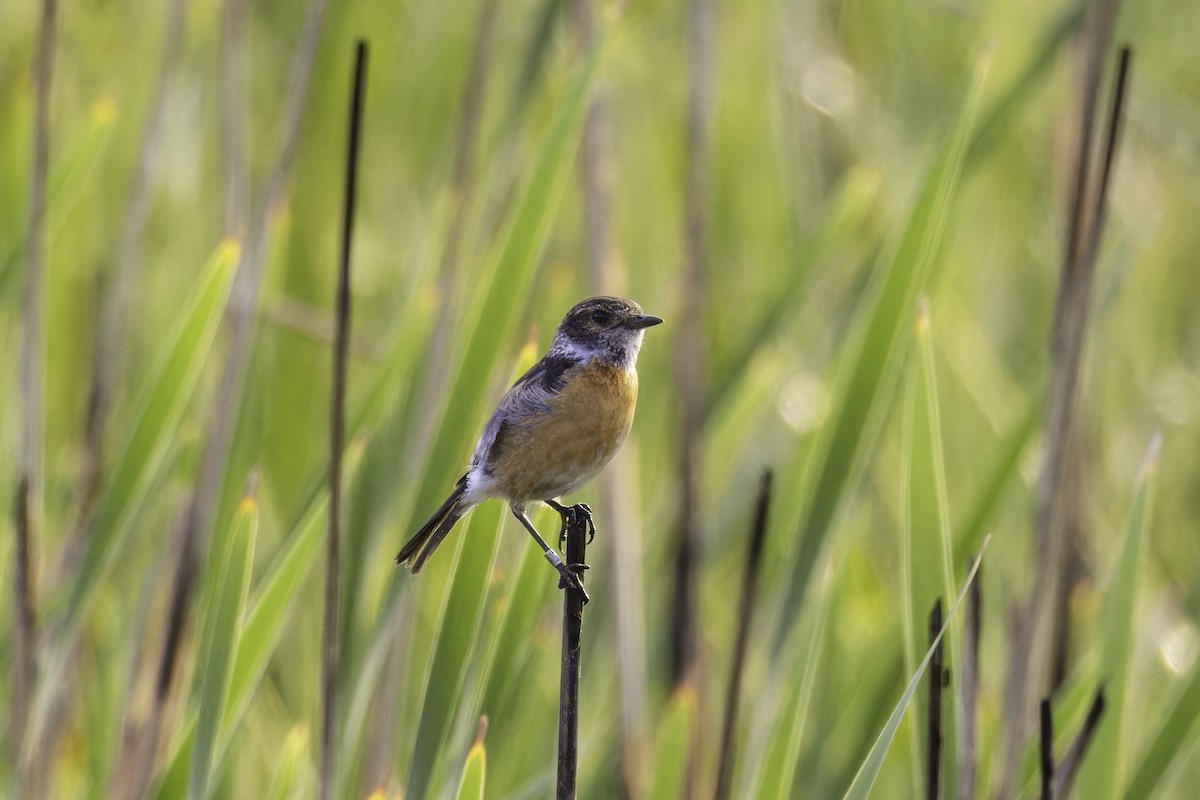African Stonechat - ML638222413