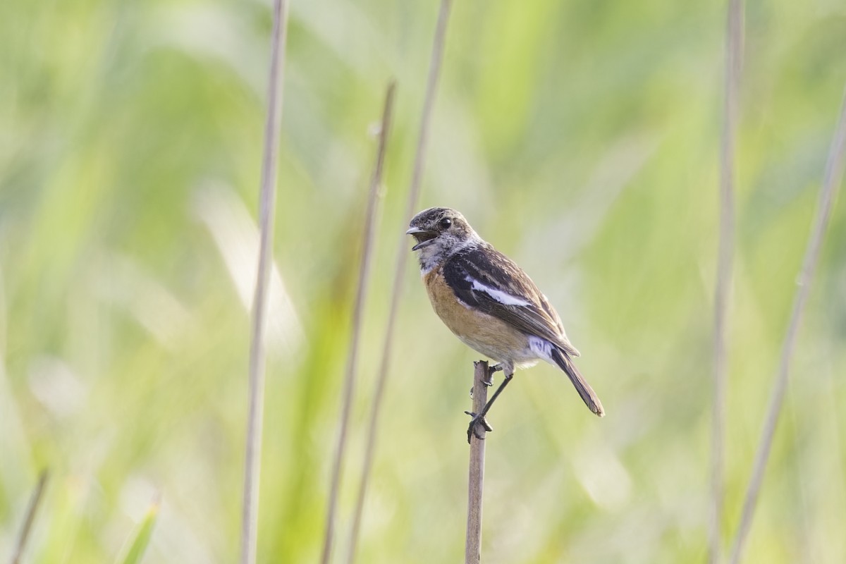 African Stonechat - ML638222414