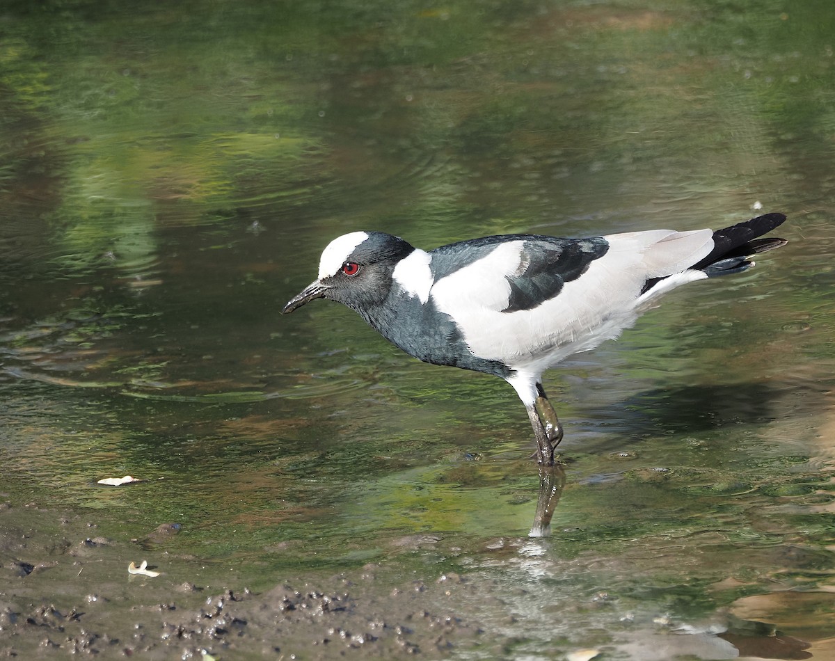 Blacksmith Lapwing - ML638222420