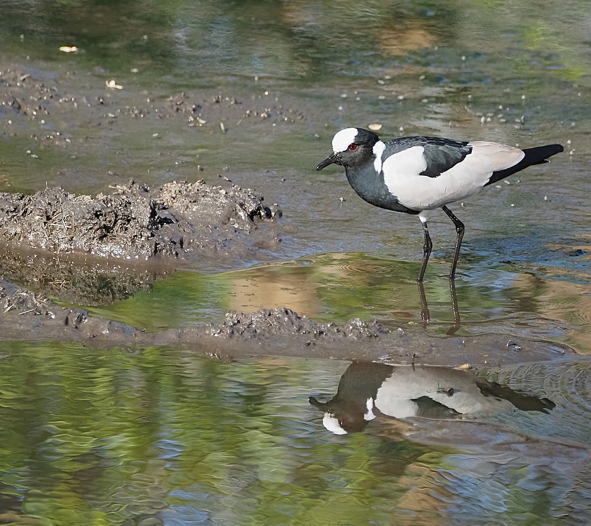 Blacksmith Lapwing - ML638222421