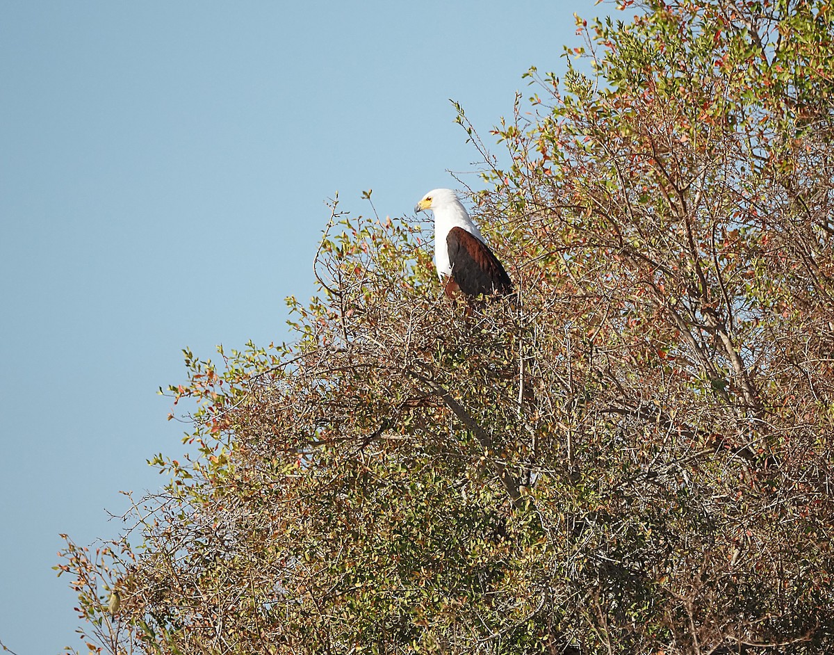 African Fish-Eagle - ML638222445