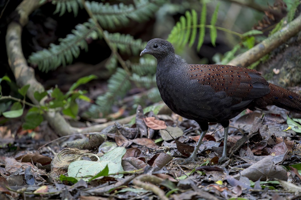 Mountain Peacock-Pheasant - ML638222464