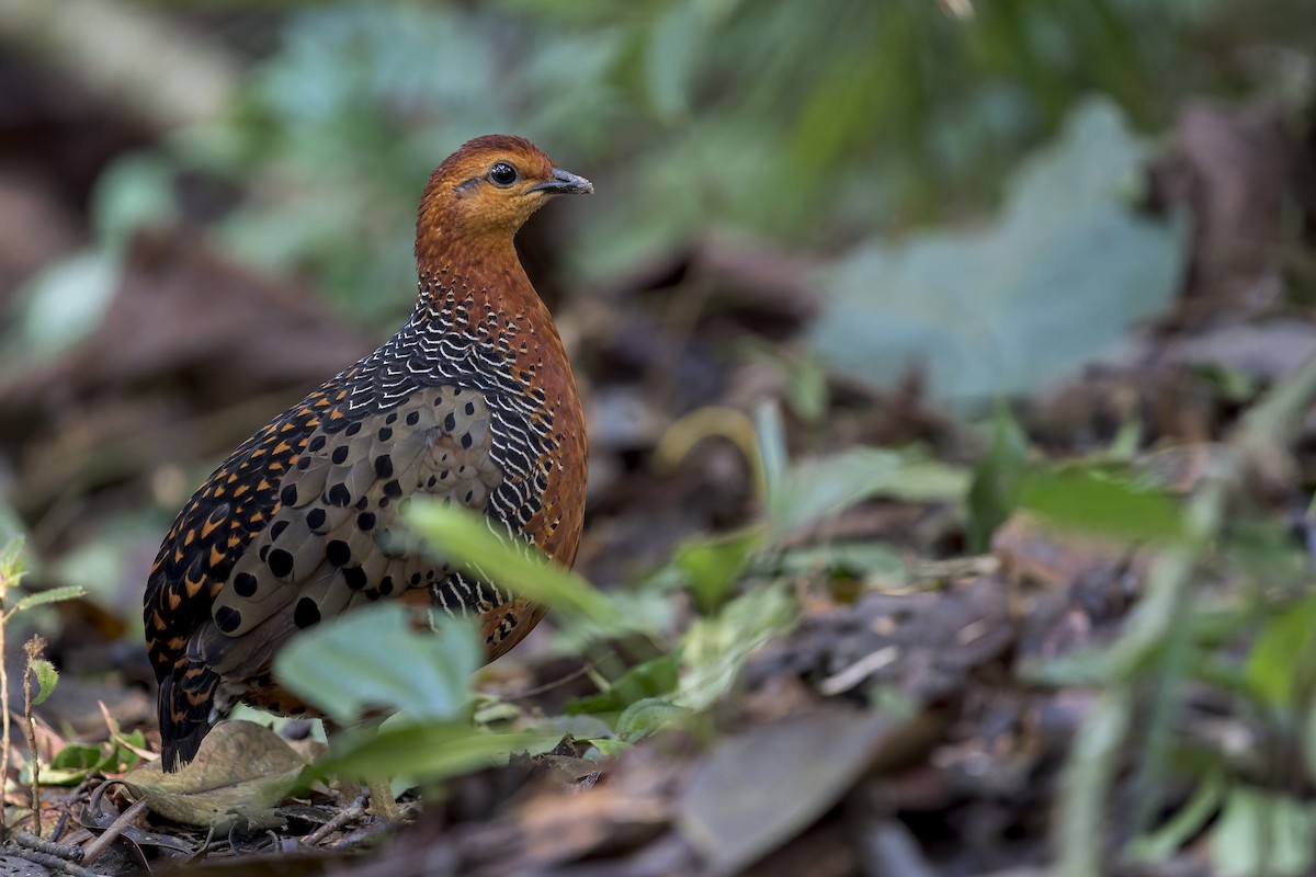 Ferruginous Partridge - ML638222467