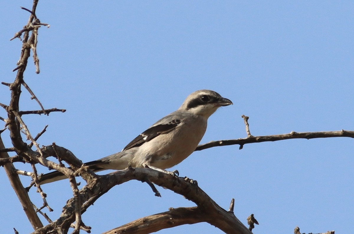 Iberian Gray Shrike - ML638222471