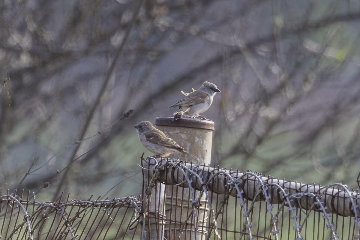 Southern Gray-headed Sparrow - ML638222476