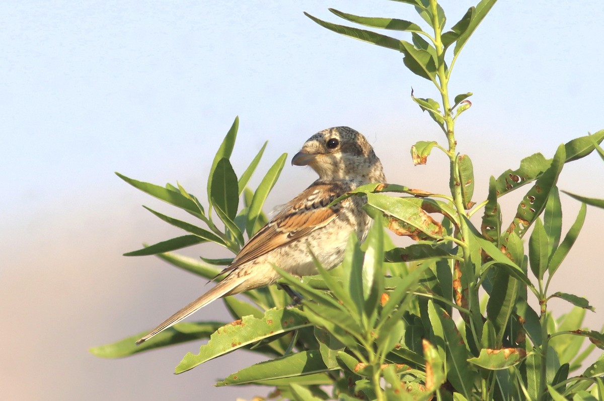 Woodchat Shrike - ML638222478