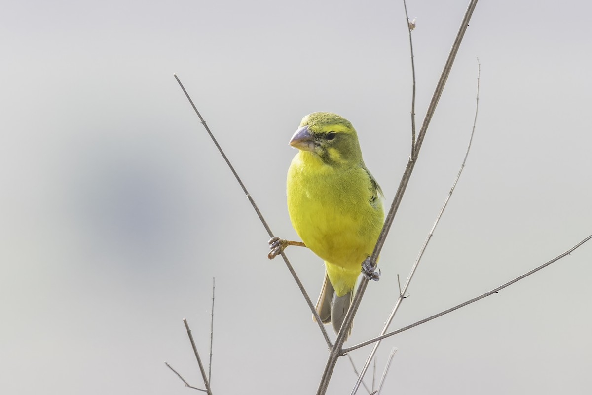 Brimstone Canary - ML638222481