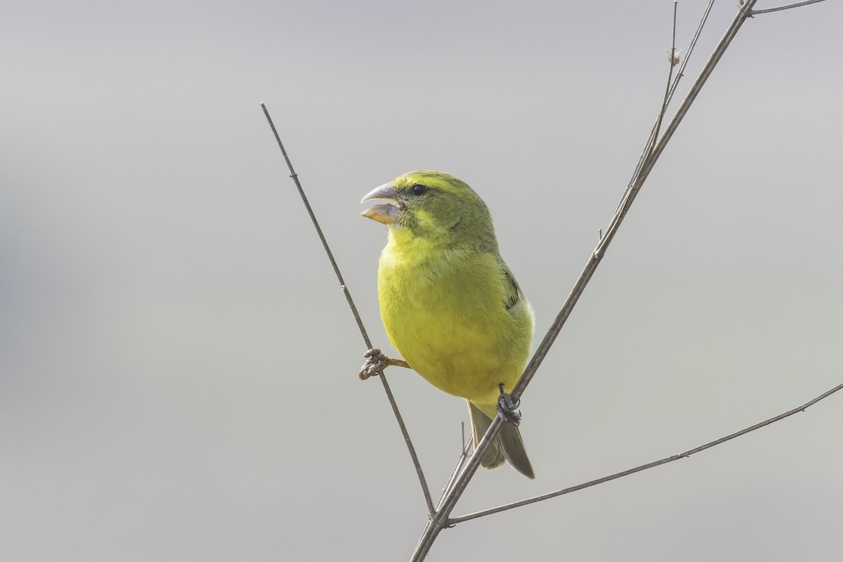 Brimstone Canary - ML638222482