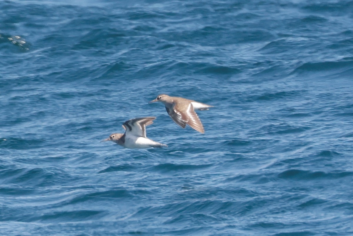 Common Sandpiper - ML638222489
