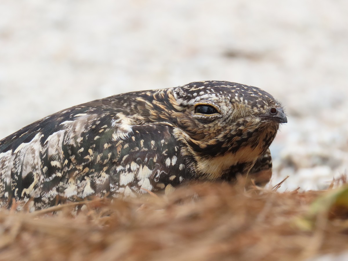Common Nighthawk - ML638222498