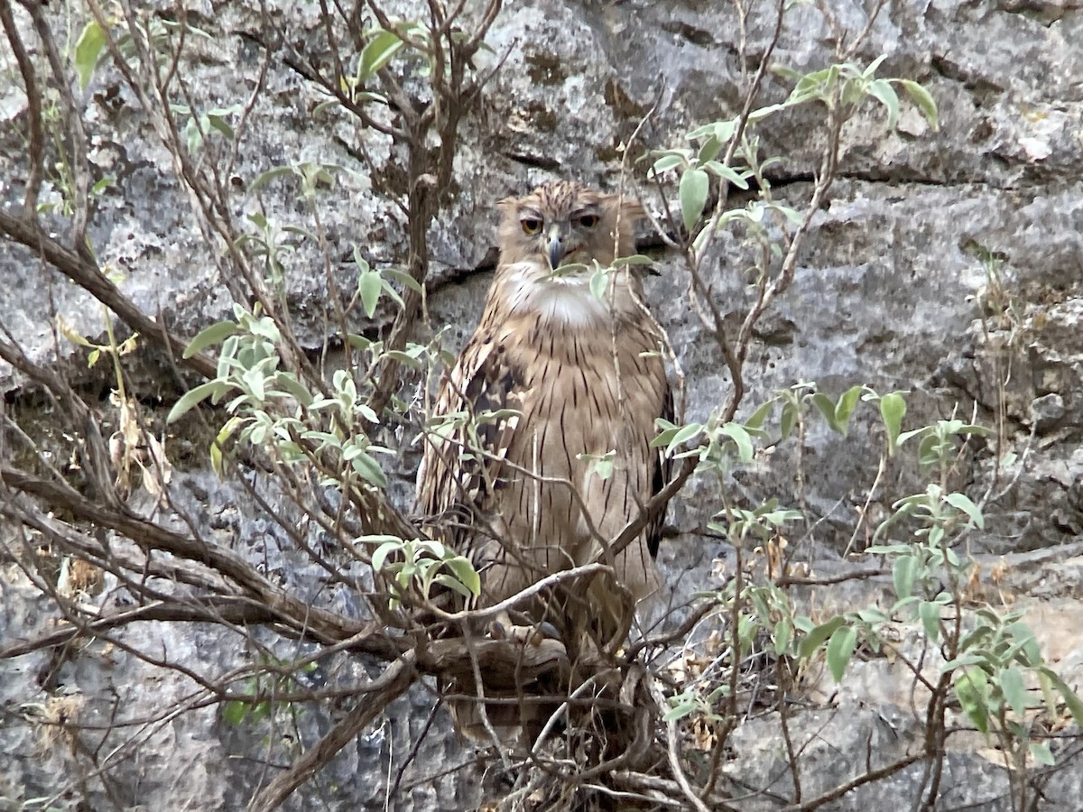 Brown Fish-Owl - ML638222499