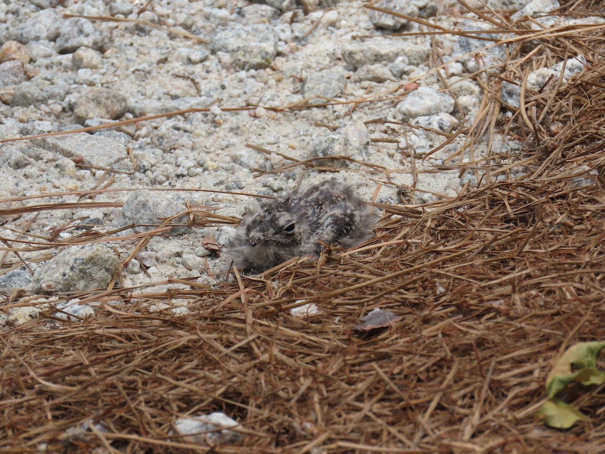 Common Nighthawk - ML638222500
