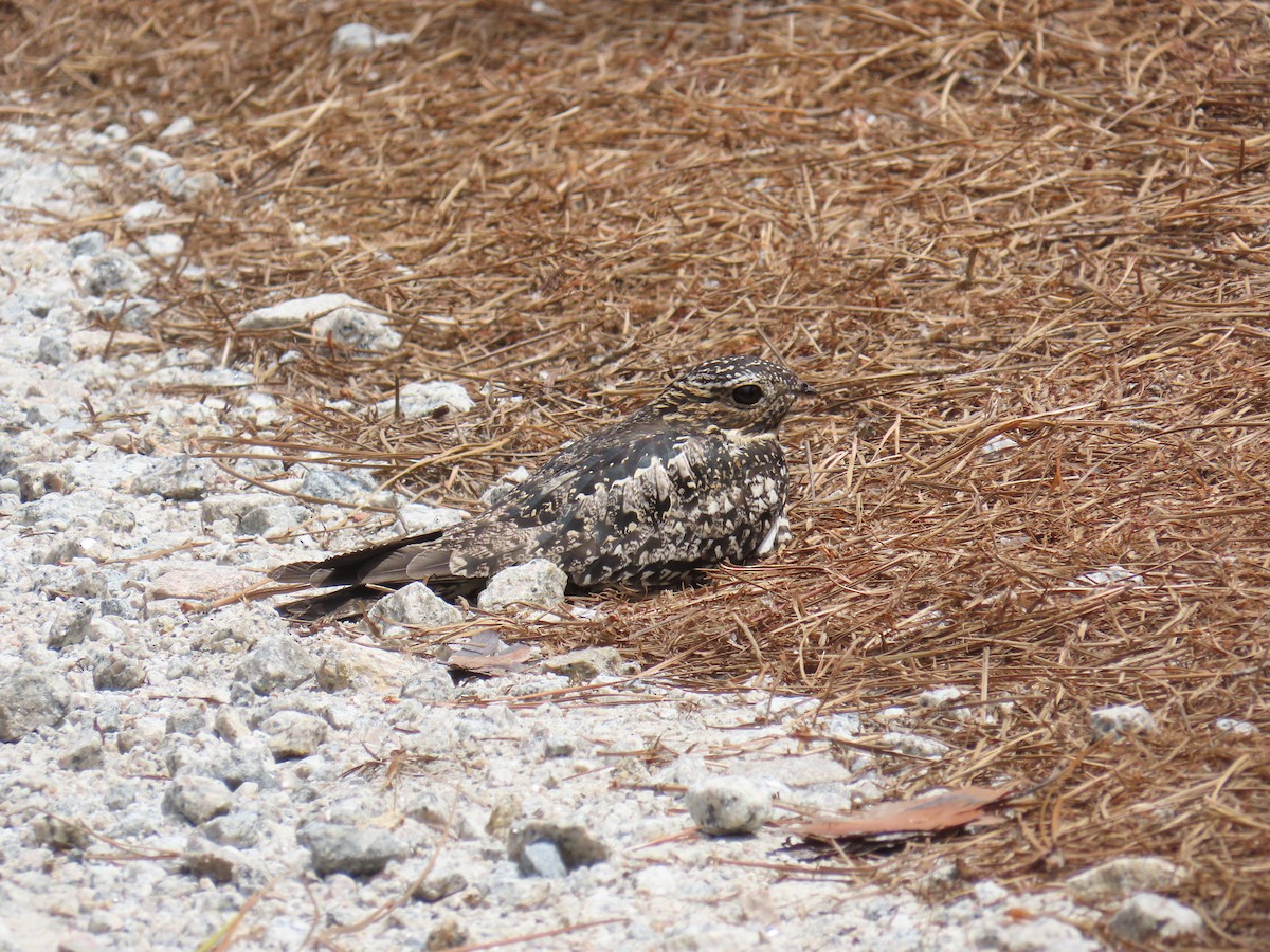 Common Nighthawk - ML638222501