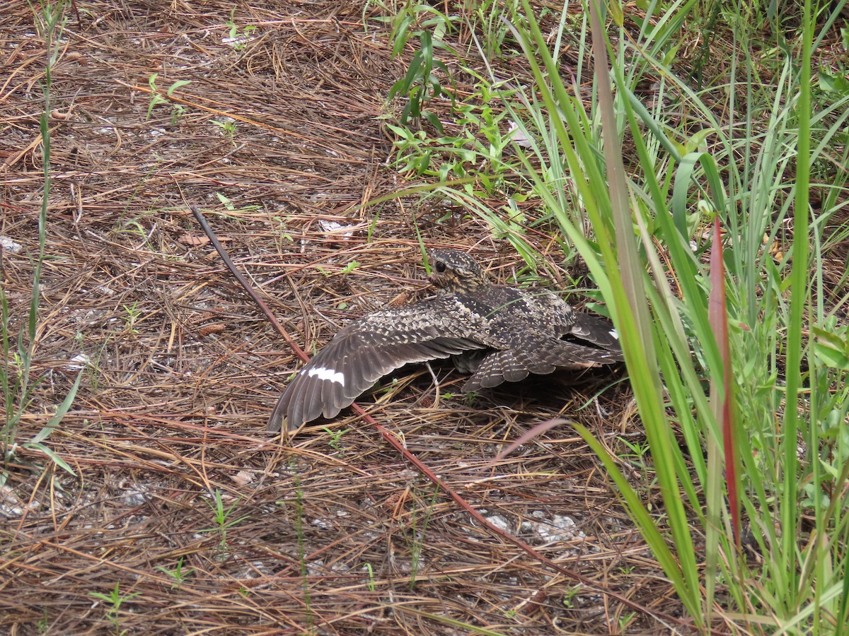 Common Nighthawk - ML638222502