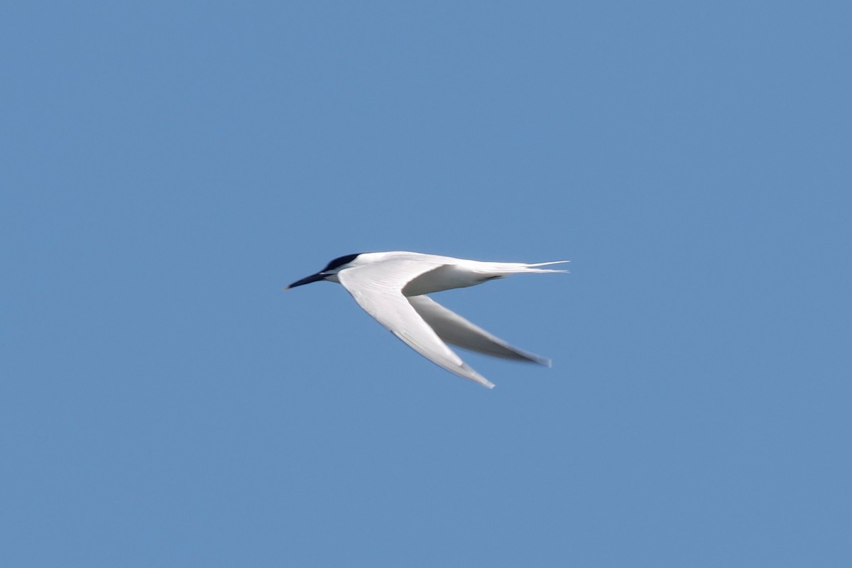 Sandwich Tern - ML638222511