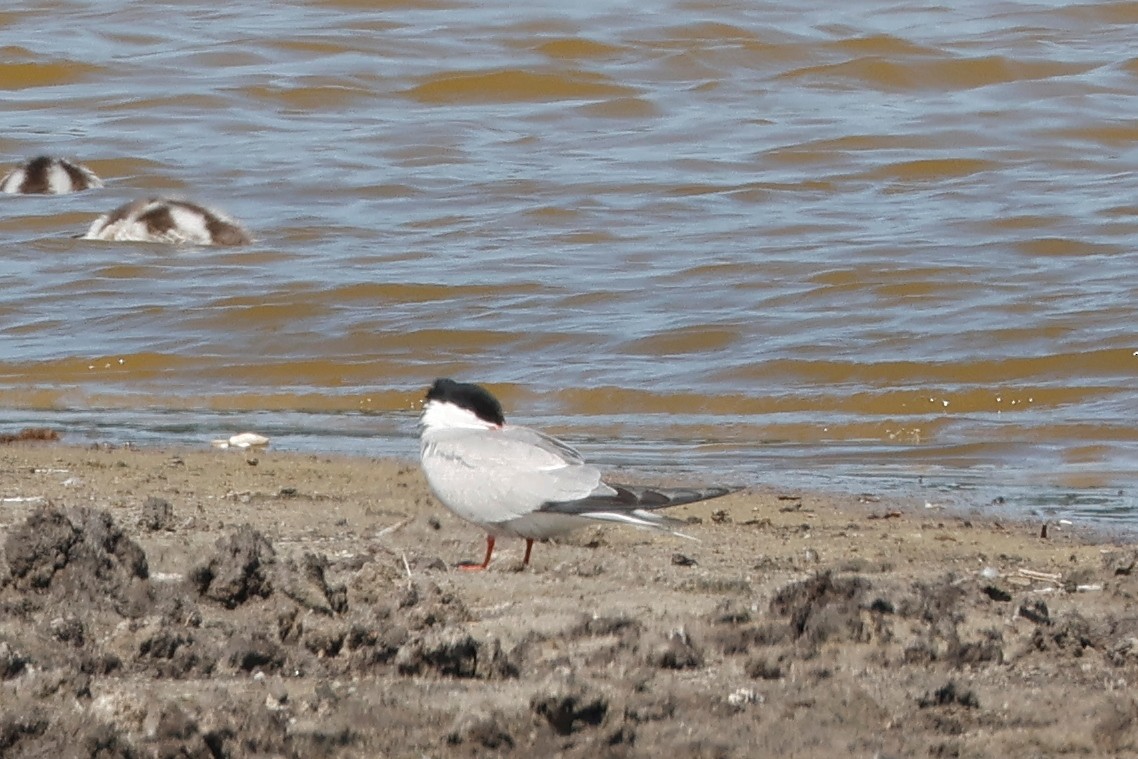 Common Tern - ML638222524